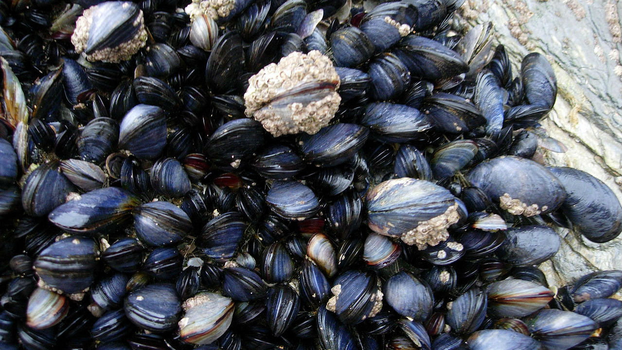 моллюски черного моря фото и названия